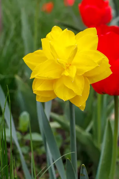 Fiore Narciso Bellissimo Fiore Narciso Giallo Che Cresce Giardino Con — Foto Stock