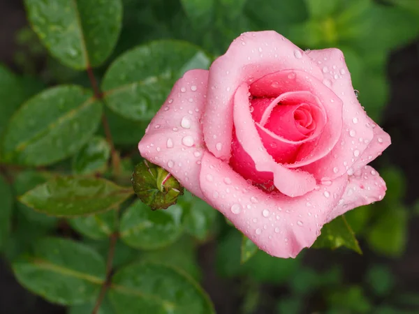 Bush Rosa Rosa Con Gotas Agua Creciendo Jardín Profundidad Superficial — Foto de Stock