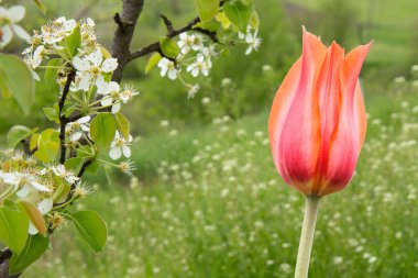 Bahar bahçesinde çiçek açan armut ağacı ve lale dalları.