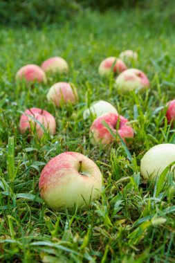 Bahçedeki yeşil çimlerde kırmızı elmalar
