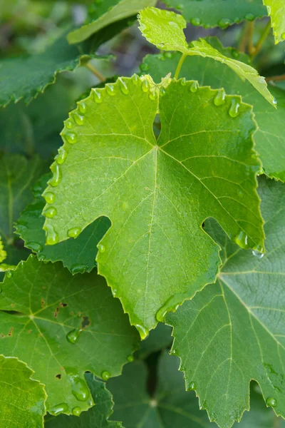 Hojas de uva con gotas de agua en el jardín. —  Fotos de Stock