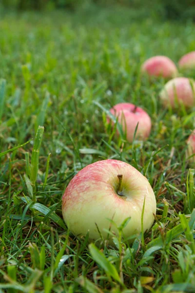 Pommes rouges sur herbe verte dans le verger — Photo