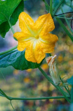 Kabak bitki ve çiçek. Bush üzerinde büyüyen genç sebze iliği