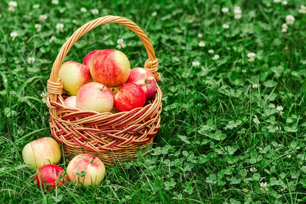 Just picked apples in a wicker basket on green grass in the garden. — Stock Photo, Image