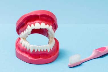 Mavi arkaplanda insan çenesinin diş fırçası ve düzeni.