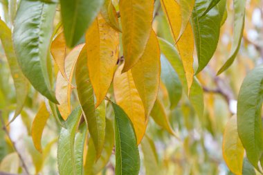 Sonbahar mevsiminde sarı ve yeşil nektarin yaprakları.