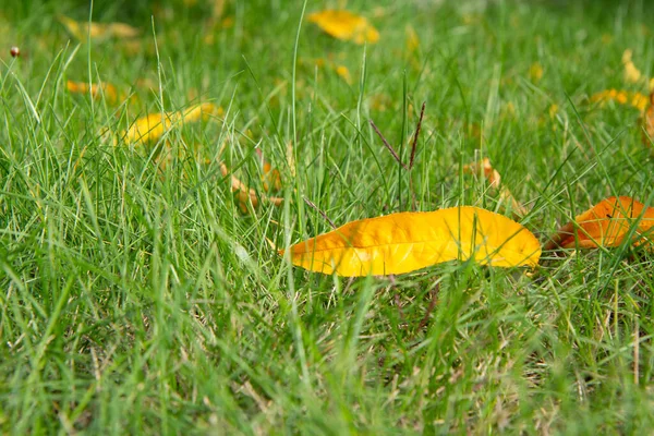 Folhas de nectarina amarela na grama na temporada de outono. — Fotografia de Stock