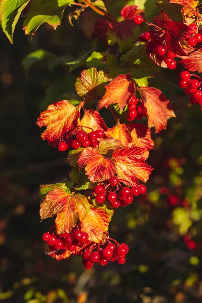 Viburnum branch with berries and autumn yellow leaves. — Stock Photo, Image