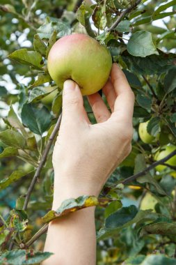 Bahçıvan el el elma toplama. El ağaçtaki elmalara uzanıyor.