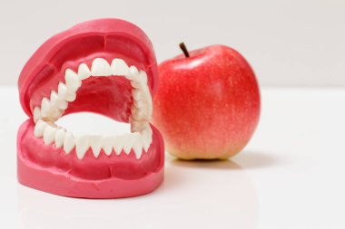 Yanındaki insan çene ve elmasının düzeni.