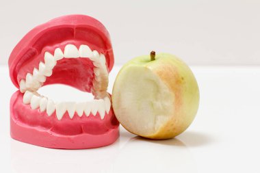 İnsan çenesinin yerleşimi ve yanında ısırılmış elma.