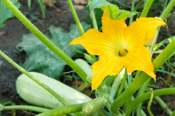 Sebze iliğinden bir çiçek ve çalıların üzerinde büyüyen genç bir tane. Kabak çiçeği ve yaz bahçesinde bir çiçek..