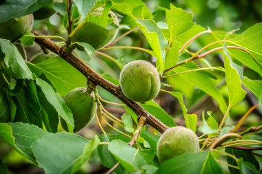 Ağaçta yeşil olgunlaşmamış kayısıların yakın plan görüntüsü bulanık arka planda meyve bahçesi var..