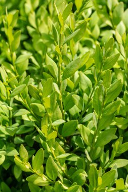 Bahçedeki Evergreen Boxwood çalısı. Buxus sempervirens.