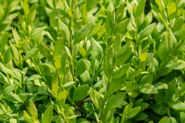 Bahçedeki Evergreen Boxwood çalısı. Buxus sempervirens.