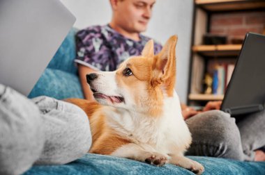 Yüz korgisinin profil görüntüsünü kapat. Pembroke iki renkli Galli Corgi yumuşak mavi mobilyaların üzerinde yatıyor ve sahibine bakıyor. Arkasında ev ortamında dizüstü bilgisayarla çalışan bulanık bir adam var..