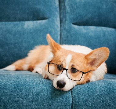 Mavi rahat koltukta dinlenen gözlüklü güzel köpeği kapat. Gözlüklü şirin Galli Corgi kanepede dinleniyor. Akıllı evcil hayvan kavramı.