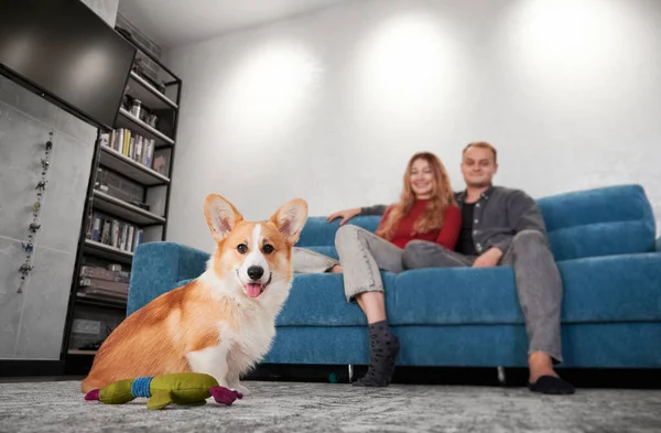 Portrait of joyful dog with white and fox colors fur, who sitting on carpet near soft toy in room. On the blurred background two owners resting on couch and smiling sincerely, watching the pet.