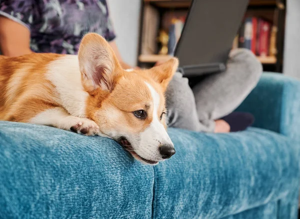 Side view of corgi dog lying on blue sofa, boring and waiting for person to pay attention or play with him. Man is working on laptop and sitting on couch with his pet. Concept of free time.