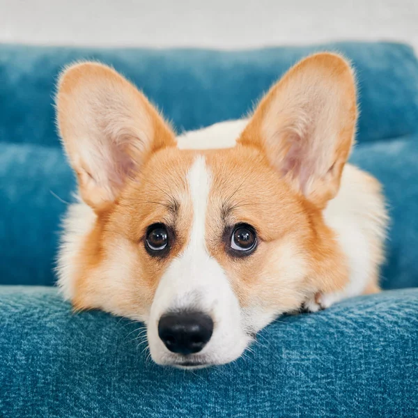 家の中の青いソファの上に横たわるコルギ犬のクローズアップビュー かわいいペットはソファでリラックスしています 家畜の概念 — ストック写真