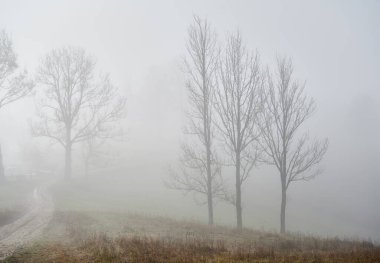 Dağlık bölgede sisli ağaçlar siluetleri ve yol yolları olan yoğun bir sis bulutu var.