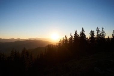 Güneş uzak dağların ardında batar, gökyüzünde ve manzarada altın parıltısını yayar. Siluetli çam ağaçları ön planda dimdik durarak huzurlu ve huzurlu bir manzara yaratırlar. Sıcak ışık, yuvarlanan tepeleri aydınlatır..