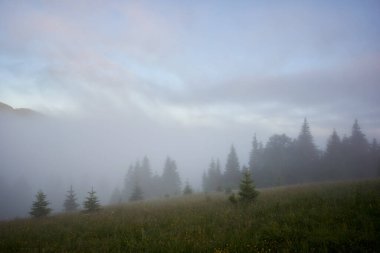 Çayırda sisli bir sabah. Küçük çam ağaçları ve kır çiçekleriyle kaplı, yoğun sis yüzünden kısmen gizlenmiş bir tarla. Arka planda, uzun çam ağaçlarının yoğun ormanı sislerin arasından ortaya çıkar..