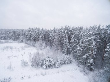 Kış kozalaklı karlı orman. Doğa fotoğrafçılığı. Manzara kenar görünümü.