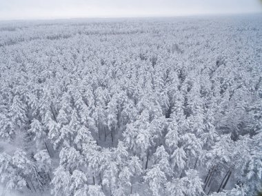 Kış kozalaklı karlı orman. Doğa fotoğrafçılığı. Manzara üst görünümü.