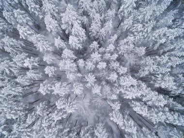 Kış kozalaklı karlı orman. Doğa fotoğrafçılığı. Manzara üst görünümü.