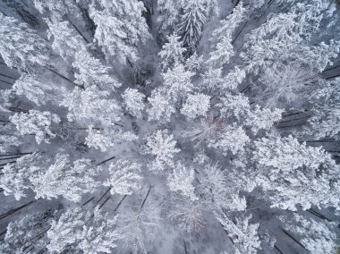 Kış kozalaklı karlı orman. Doğa fotoğrafçılığı. Manzara üst görünümü.