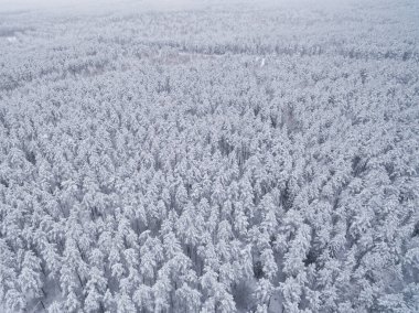 Kış kozalaklı karlı orman. Doğa fotoğrafçılığı. Manzara üst görünümü.