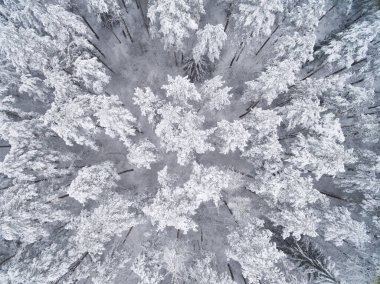 Kış kozalaklı karlı orman. Doğa fotoğrafçılığı. Manzara üst görünümü.