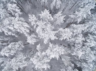Kış kozalaklı karlı orman. Doğa fotoğrafçılığı. Manzara üst görünümü.