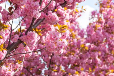 Şehir parkında Japon kirazı ya da sakura ağacı çiçek açar. İlkbahar gününün güzel bir fotoğrafı.