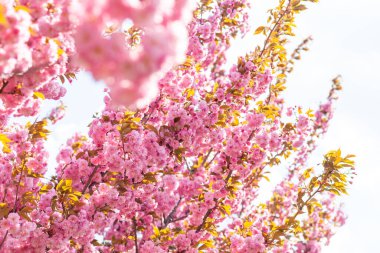 Şehir parkında Japon kirazı ya da sakura ağacı çiçek açar. İlkbahar gününün güzel bir fotoğrafı.