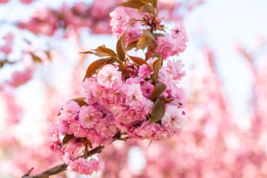 Şehir parkında Japon kirazı ya da sakura ağacı çiçek açar. İlkbahar gününün güzel bir fotoğrafı.