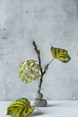 Still life with hydrangea flower and leaves balancing on small stones on neutral gray background. Vertical image with copy space clipart