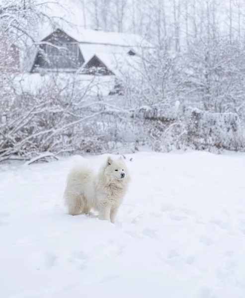 Samoyed dog standing in snow in backyard of a countryhouse. Portrait orientation