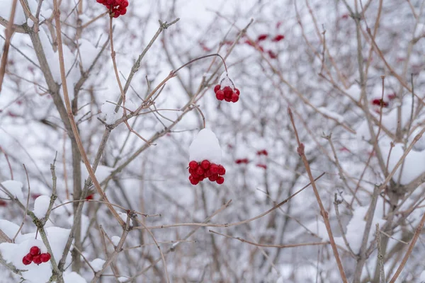 Des Baies Rouges Rose Guelder Recouvertes Neige Blanche Hiver Image — Photo