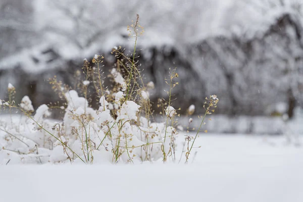 Herbe Sauvage Dans Neige Campagne Orientation Horizontale — Photo