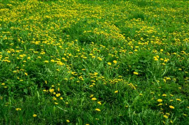 Baharda sarı karahindiba tarlası
