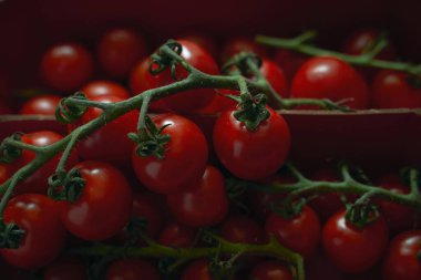 Dallarda kiraz domatesleri, yakın görüş, seçici odaklanma. Yukarıdan çekilmiş, yatay yönelimli