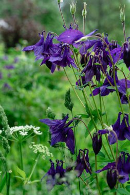 Çimlerde BlueBell çiçekleri. Portre yönelimi