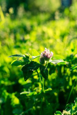 Altın saatinde çayırda büyüyen kırmızı yonca. Portre yönelimi