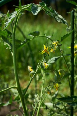 Domates çalılarının tomurcuklanması bahçe yatağında büyümek, yakın çekim görüntüsü, dikey yönelim