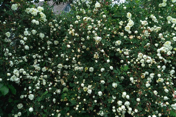 Beyaz Gül Kalçalarıyla Çiçek Açan Çalılar Tam Kare — Stok fotoğraf