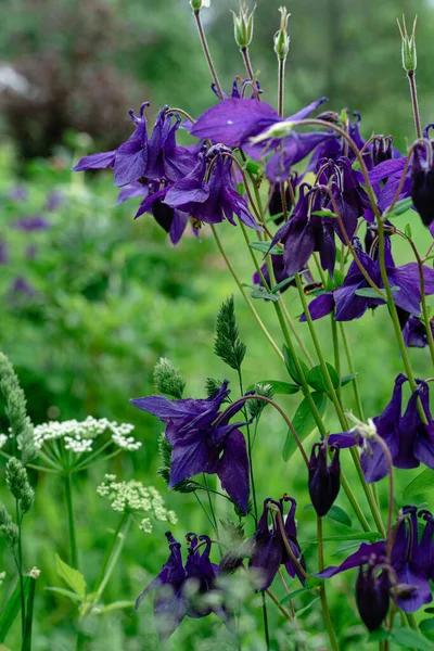 Flores Bluebell Hierba Orientación Vertical —  Fotos de Stock