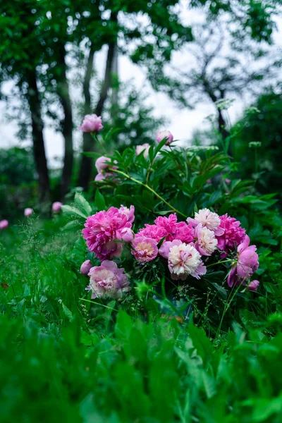 Strauß Rosa Pfingstrosen Milchkanne Steht Neben Pfingstrose Garten — Stockfoto