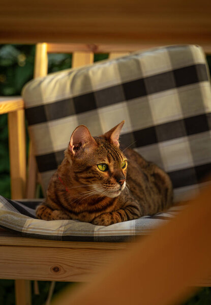 Bengal cat lying on a garden bench on an early evening summer day 
